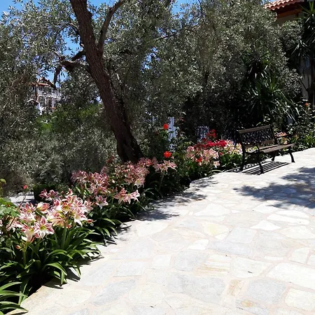 Apartment Olive Grove View