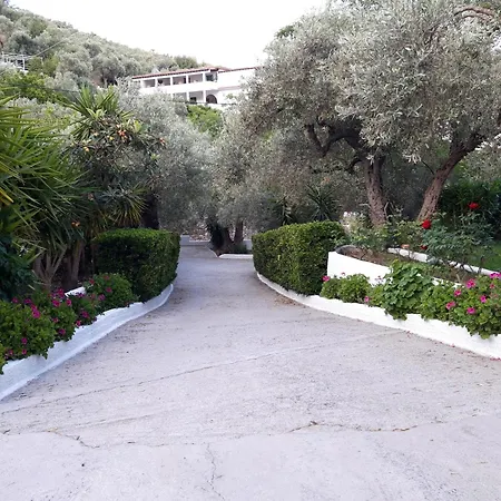 Olive Grove View
