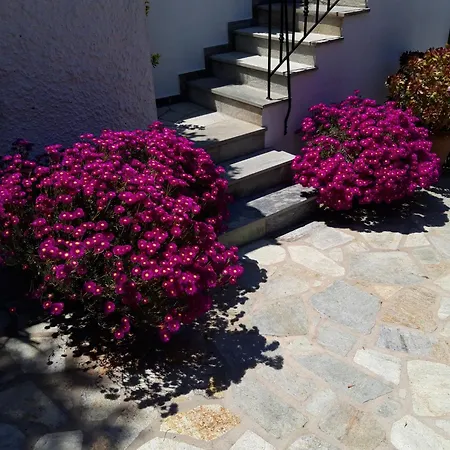 Apartment Olive Grove View