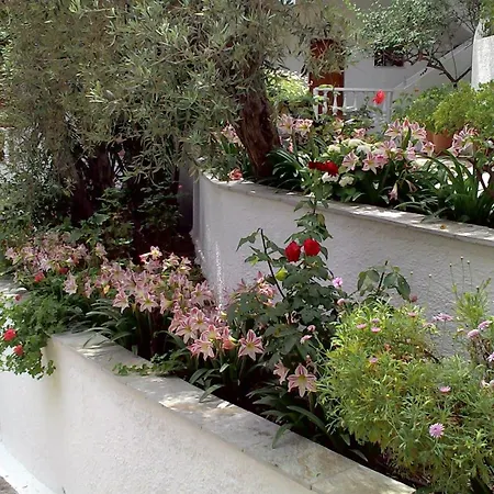 Olive Grove View